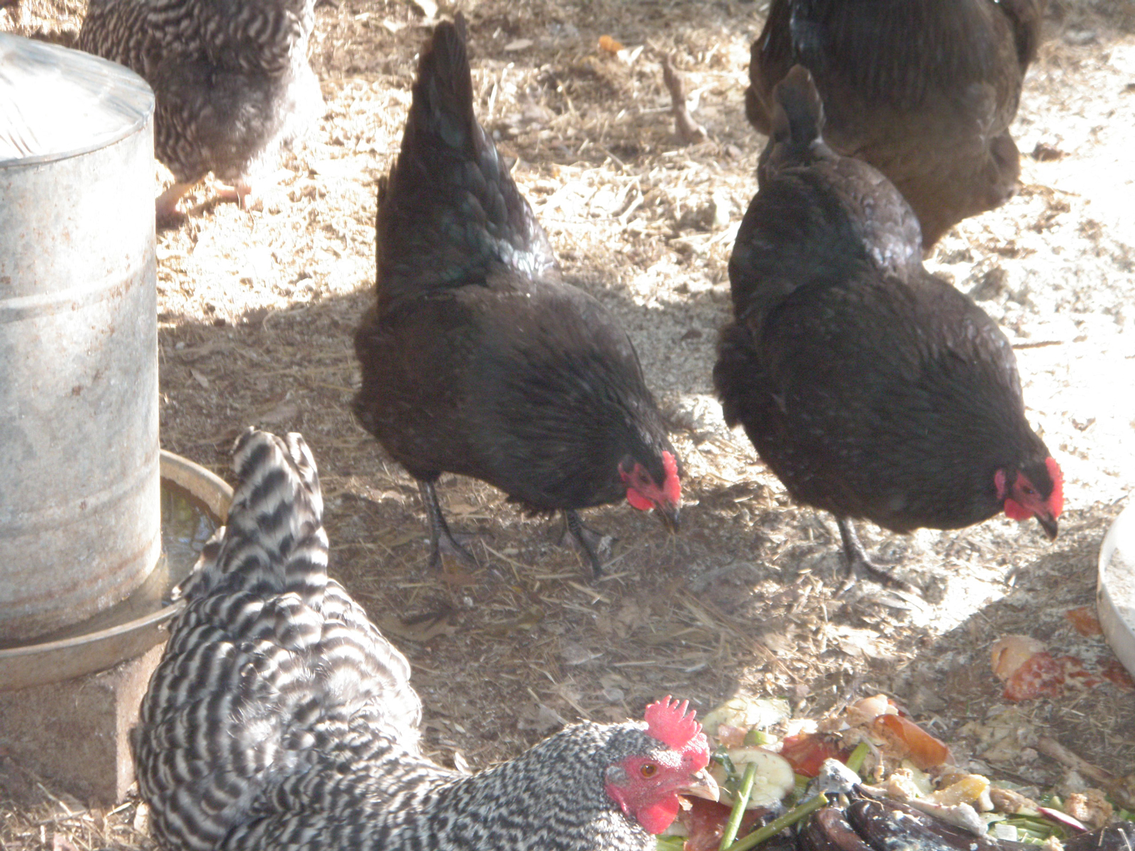 Line Breeding Chickens with Clans